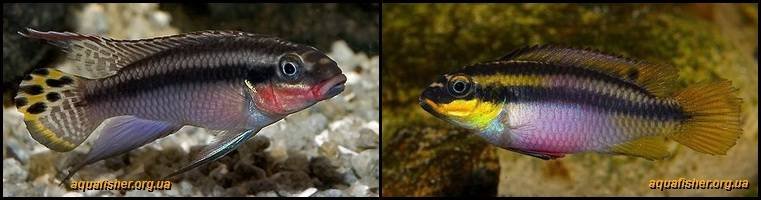 2Pelvicachromis_taeniatus1