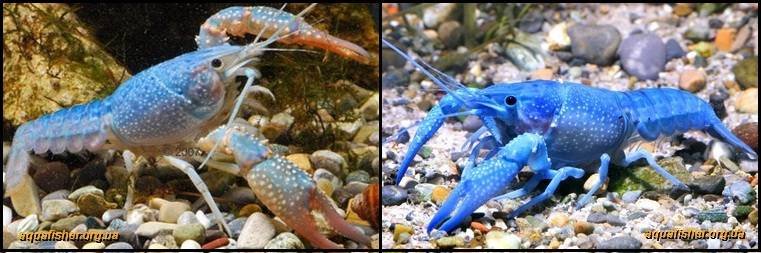 2Procambarus_clarkii_blue1