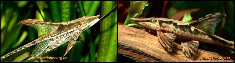 2Sturisoma_aureum1