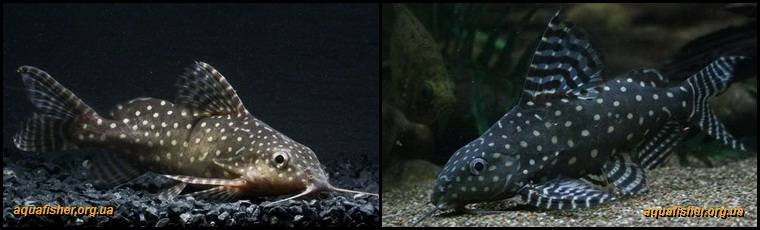 2Synodontis_angelicus1