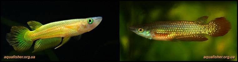 3Aplocheilus_lineatus1
