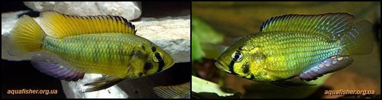3Astatoreochromis_alluaudi1