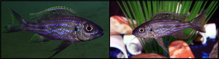 3Aulonocranus_dewindti1