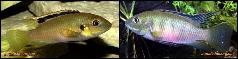 3Benitochromis_nigrodorsalis1