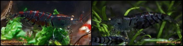 3Caridina_cantonensis_Deep_Blue_Tiger1