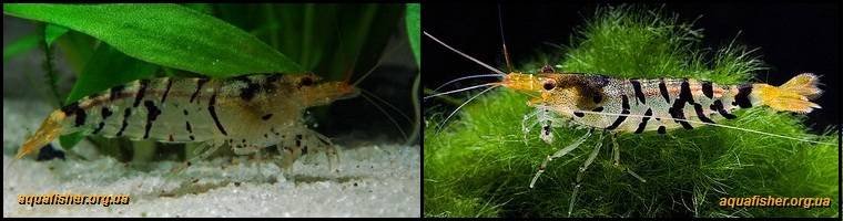3Caridina_cantonensis_Tiger1