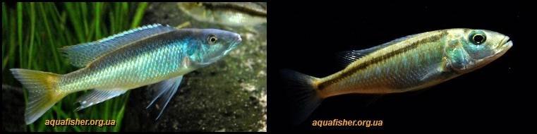 3Champsochromis_caeruleus1