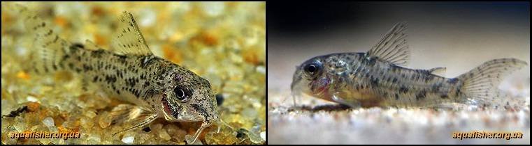 3Corydoras_cochui1