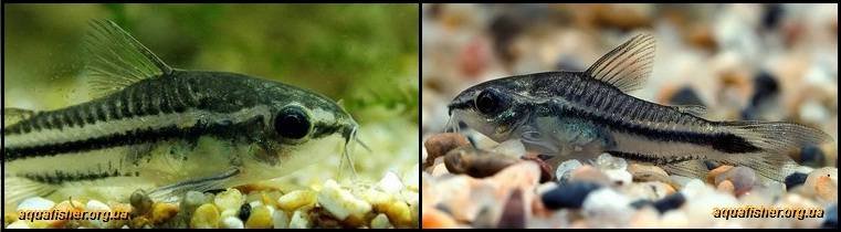 3Corydoras_pygmaeus1