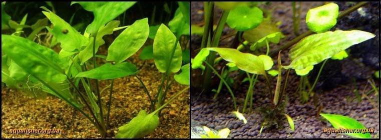 3Cryptocoryne_pontederiifolia1