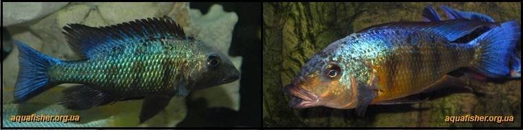 3Fossorochromis_rostratus1