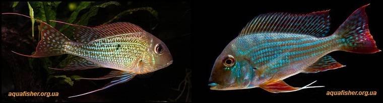 3Geophagus_altifrons1