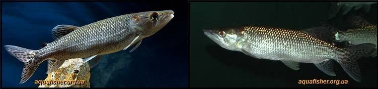 3Hepsetus_odoe1