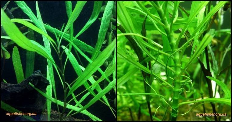 3Hygrophila_corymbosa_angustifolia1