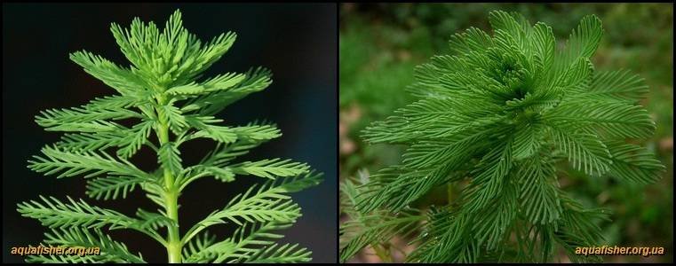 3Myriophyllum_aquaticum1