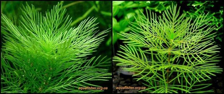 3Myriophyllum_mattogrossense1