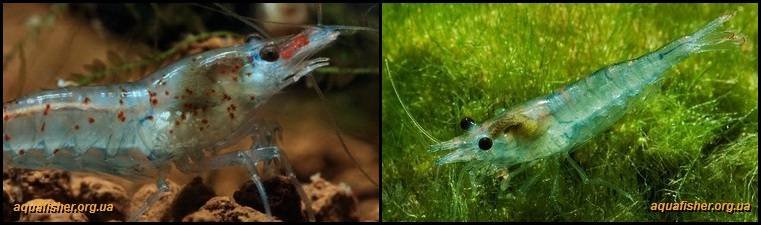 3Neocaridina_palmata_Blue_pearl3