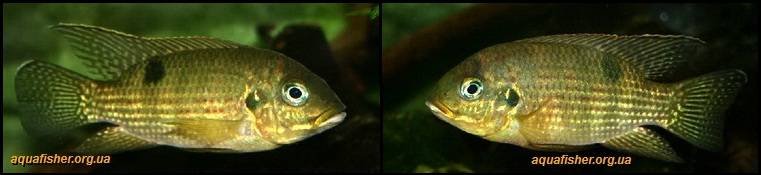 3Pelmatochromis_buettikoferi1