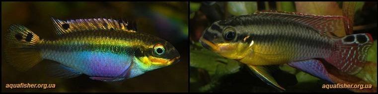 3Pelvicachromis_taeniatus1