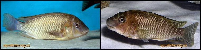 3Petrochromis_famula1