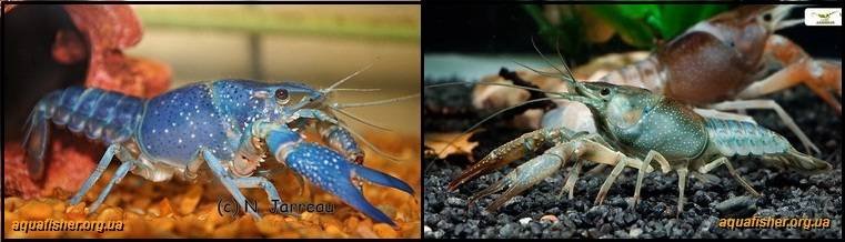 3Procambarus_clarkii_blue1