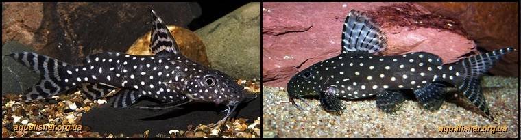 3Synodontis_angelicus1