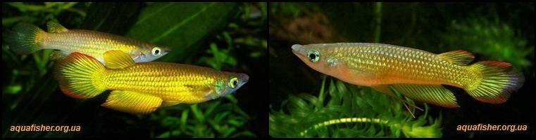 4Aplocheilus_lineatus1