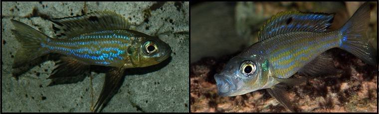 4Aulonocranus_dewindti1