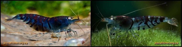 4Caridina_cantonensis_Deep_Blue_Tiger1