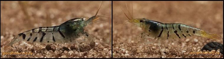 4Caridina_cantonensis_Tiger1