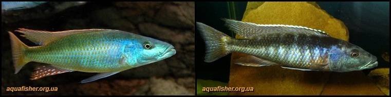 4Champsochromis_caeruleus1