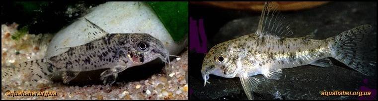 4Corydoras_cochui1