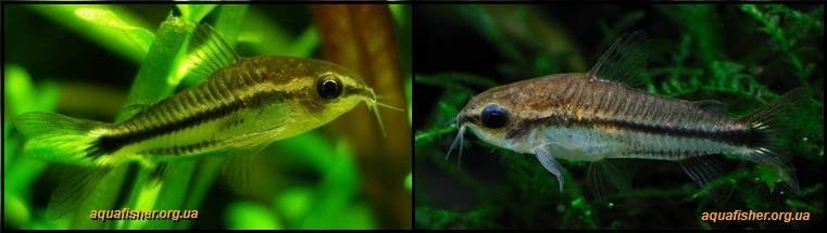 4Corydoras_pygmaeus1