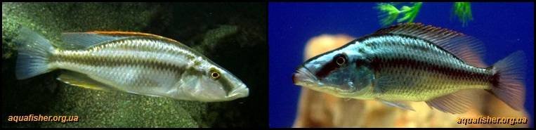 4Dimidiochromis_compressiceps1
