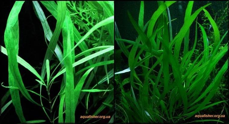 4Hygrophila_corymbosa_angustifolia1