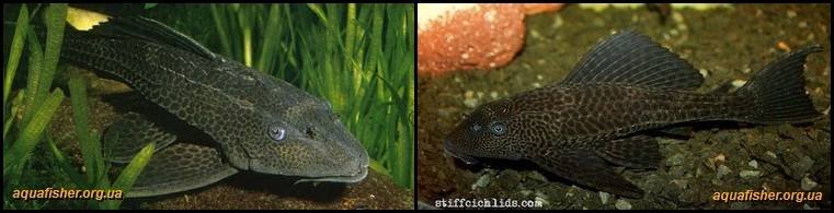 4Hypostomus_plecostomus1