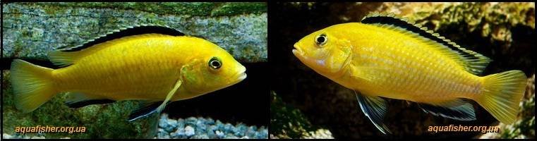 4Labidochromis_caeruleus1