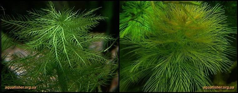 4Myriophyllum_aquaticum1