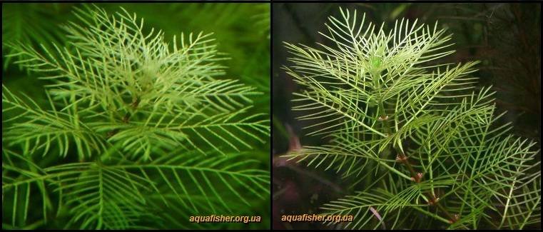 4Myriophyllum_mattogrossense1