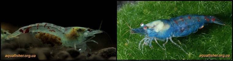 4Neocaridina_palmata_Blue_pearl3