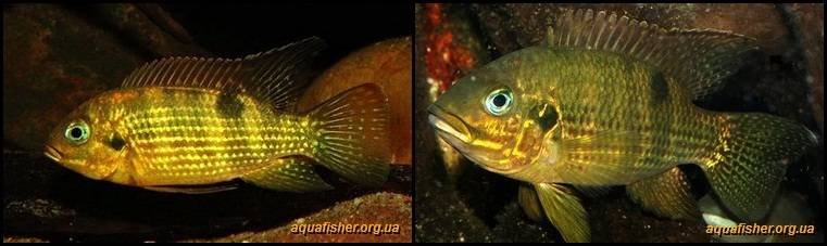 4Pelmatochromis_buettikoferi1