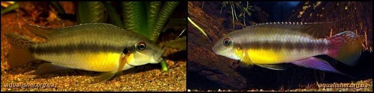 4Pelvicachromis_humilis1