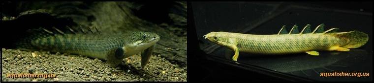 4Polypterus_palmas1