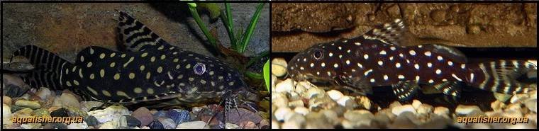 4Synodontis_angelicus1