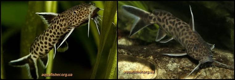 4Synodontis_petricola1