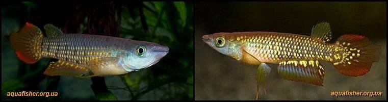 5Aplocheilus_lineatus1