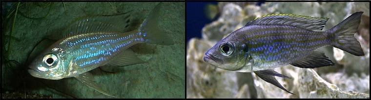 5Aulonocranus_dewindti1