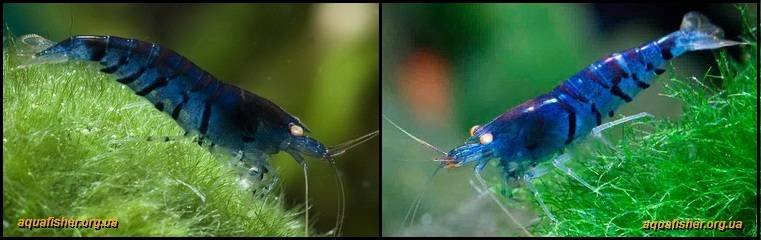 5Caridina_cantonensis_Deep_Blue_Tiger1