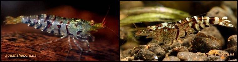 5Caridina_cantonensis_Tiger1