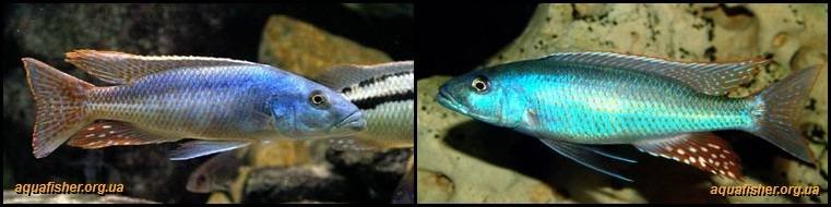 5Champsochromis_caeruleus1